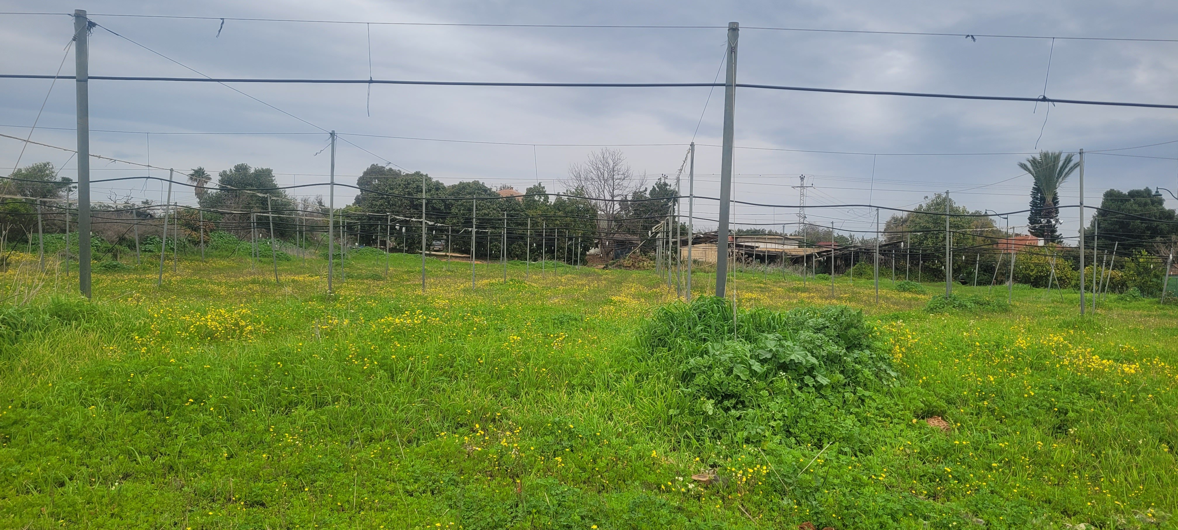 מהסמארטפון שלי